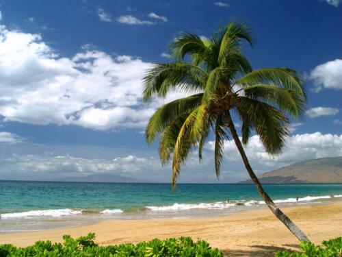 Ho'olei Wailea beach / palmtree
