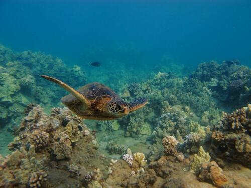 Ho'olei Wailea sea turtle underwater