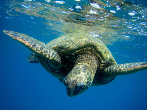 Ho'olei Wailea sea turtle