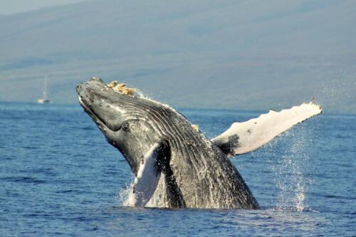 Ho'olei Wailea whale in ocean