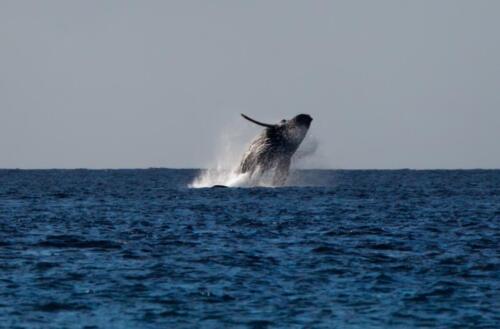 Ho'olei Wailea whale breaking water
